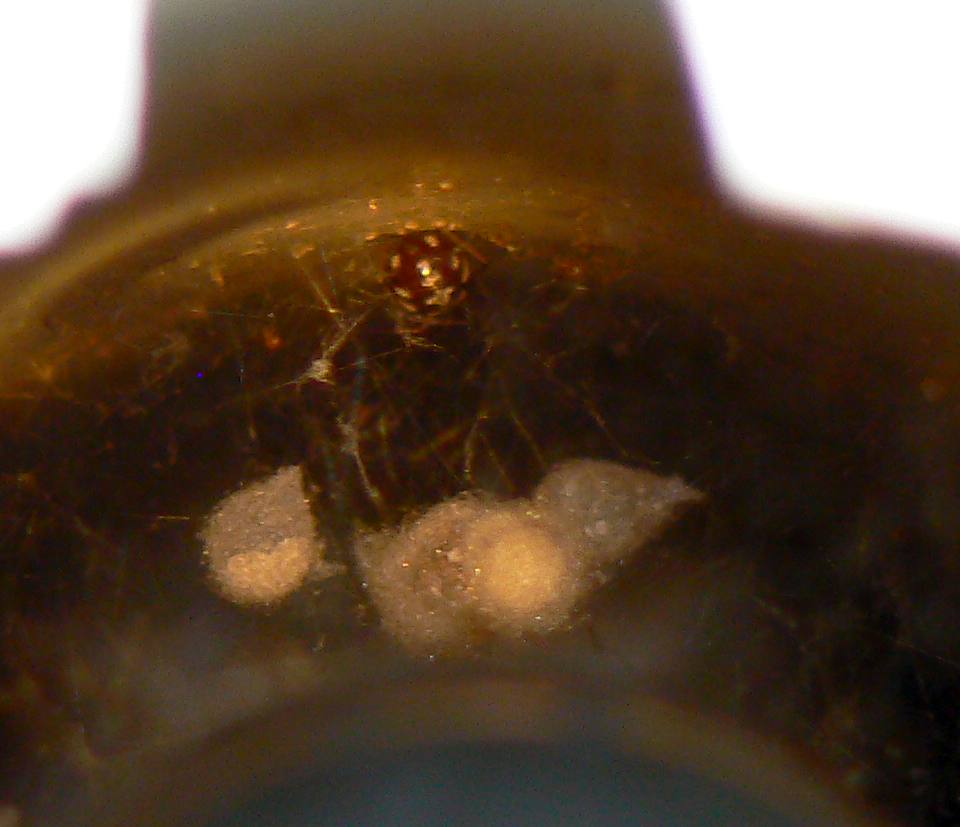 Steatoda triangulosa; Oecobius maculatus - M Sabotino (GO)